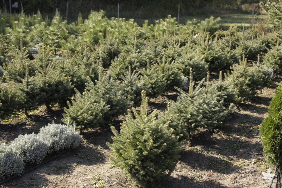 Стрижка голубой ели