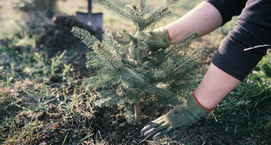 Ель Томпа в ландшафтном дизайне