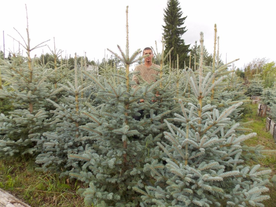 Пицея пунгенс джедделох