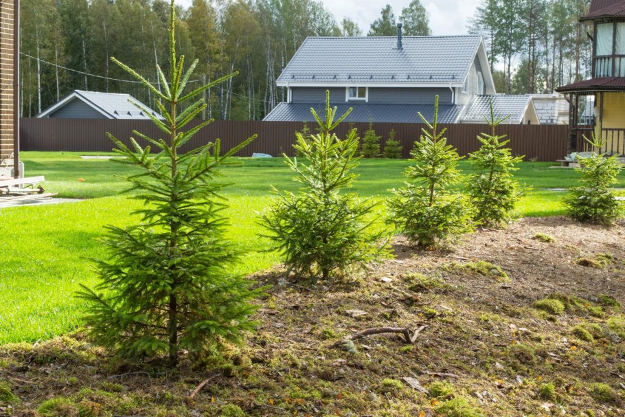 Ель голубая Picea pungens