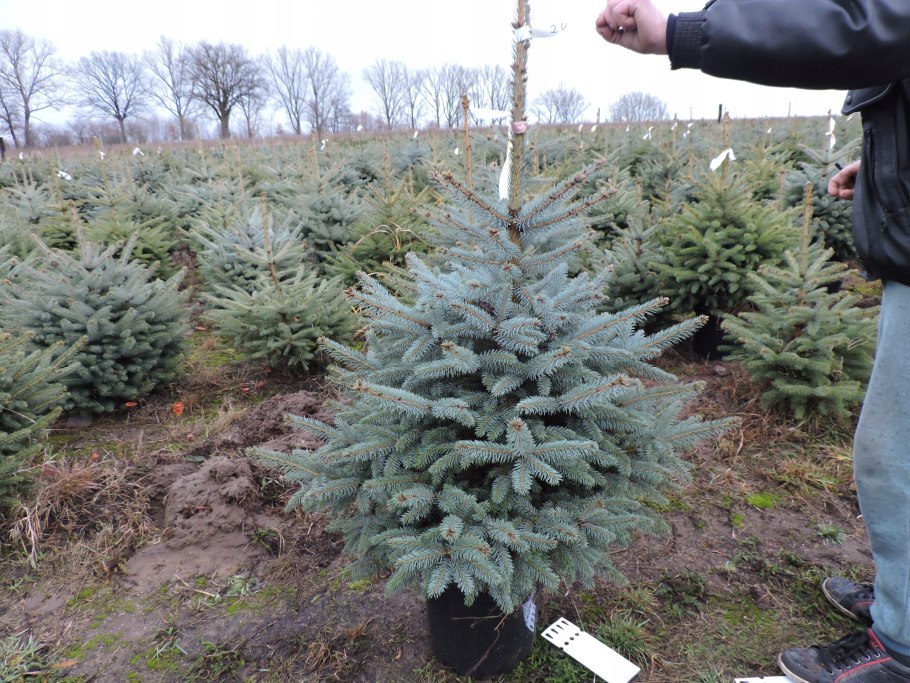 Голубая ель сорт Нордман