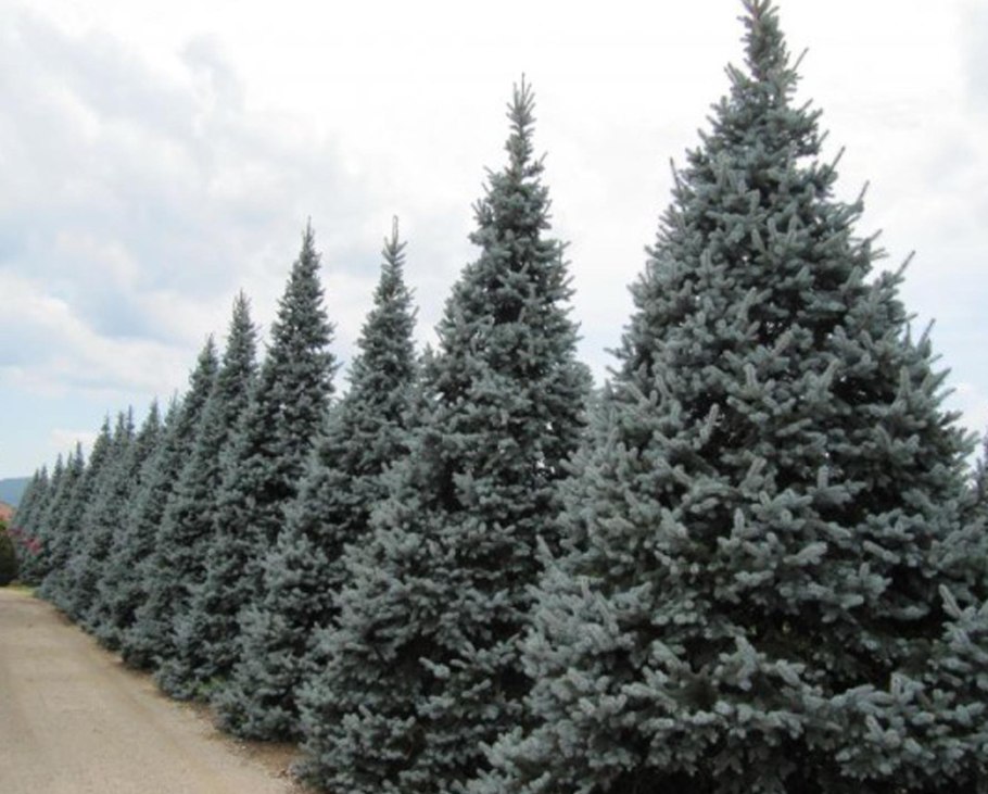 Голубая елка в огороде