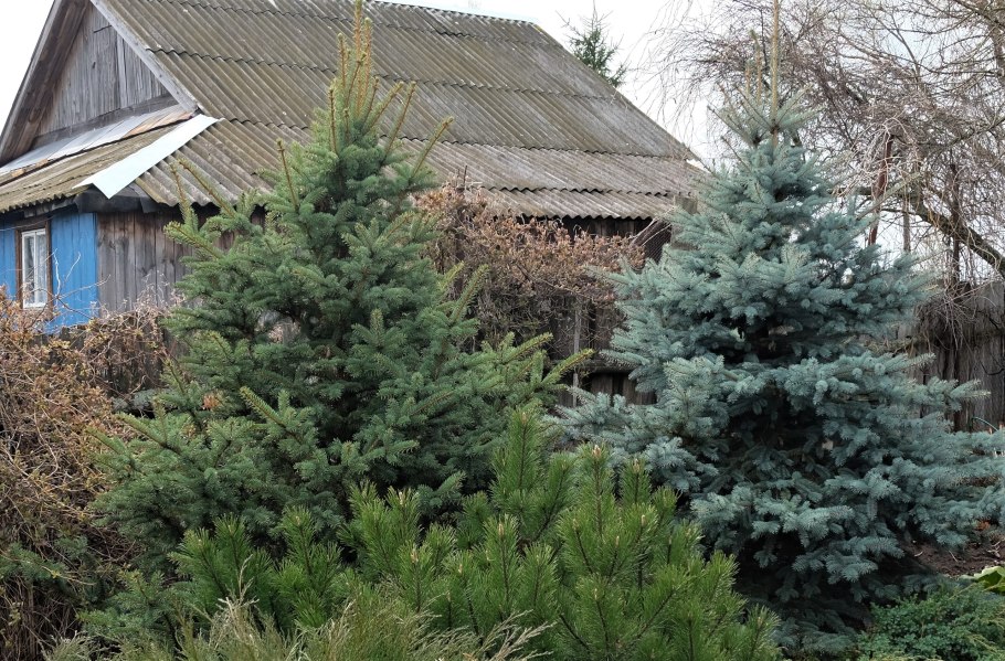 Ель колючая Глаука Кайбаб Мисти Блю