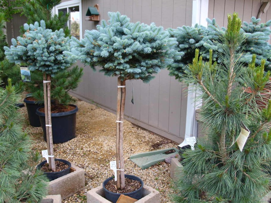 Ель Сербская Цукерхут