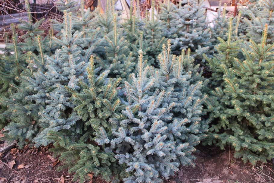 Ель голубая 2.5 метра