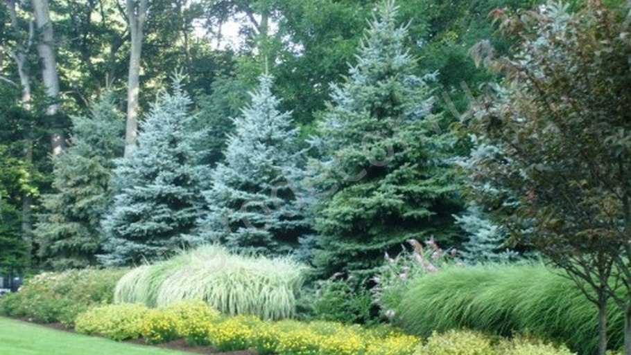 Ель Вероника вл18