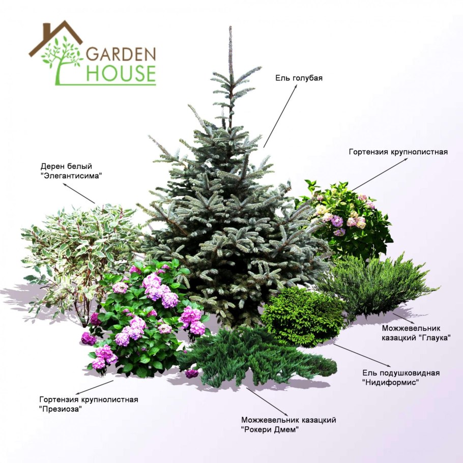 Ель Сибирская Picea obovata саженец