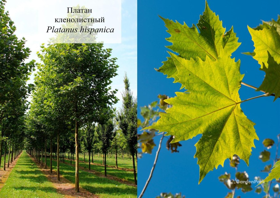 Платан клёнолистный