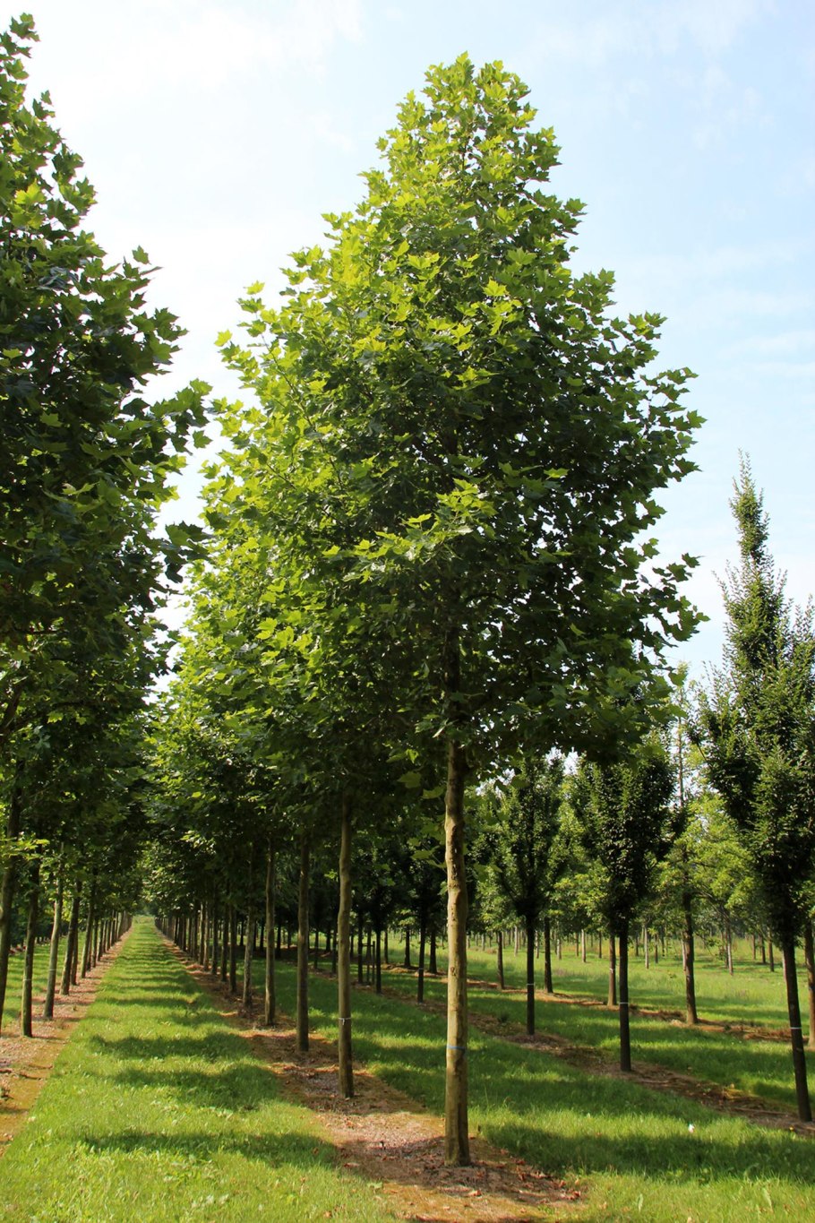 Platanus hispanica