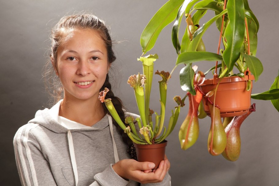 Саррацения (Sarracenia)