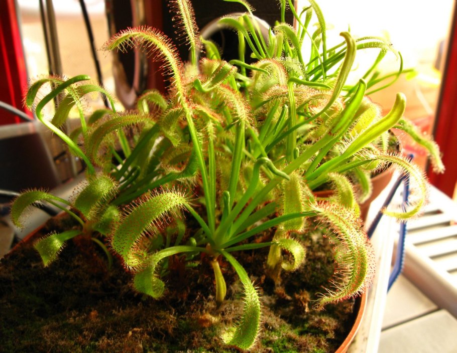 Венерина Дионея