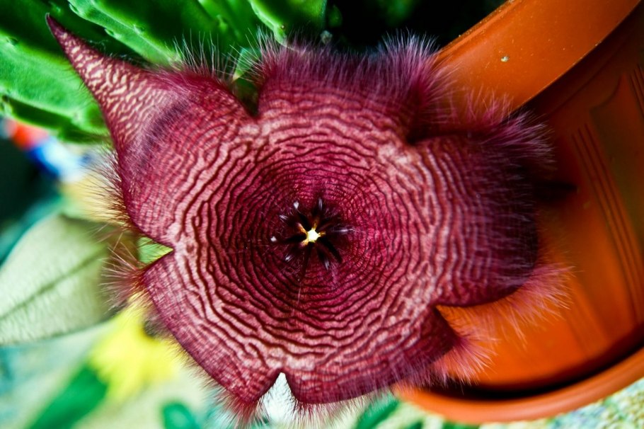 Венерина мухоловка комнатное растение