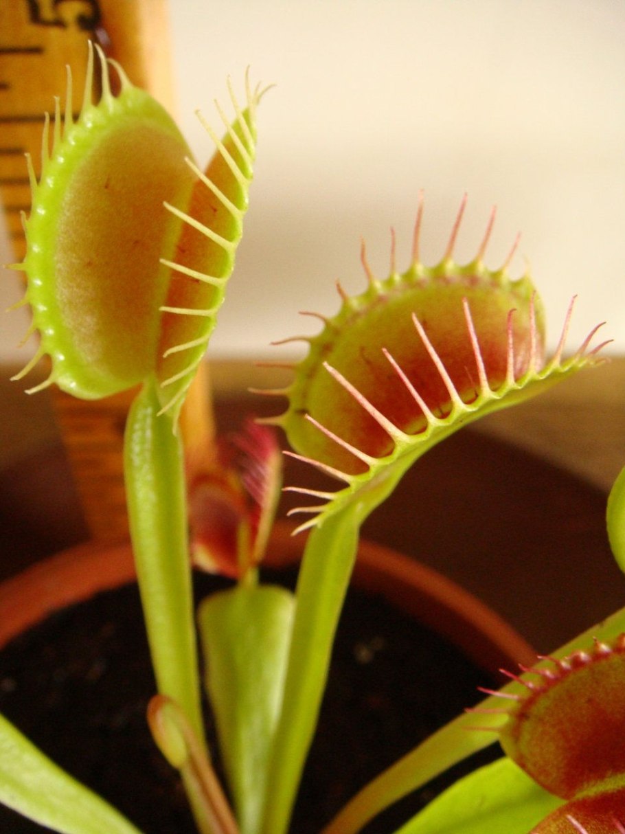 Венерина мухоловка