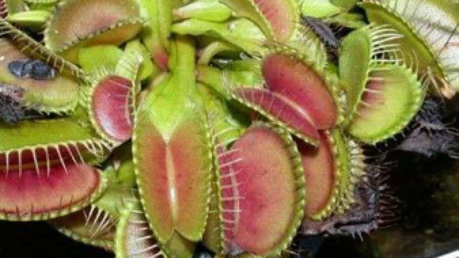 Непентес Аттенборо