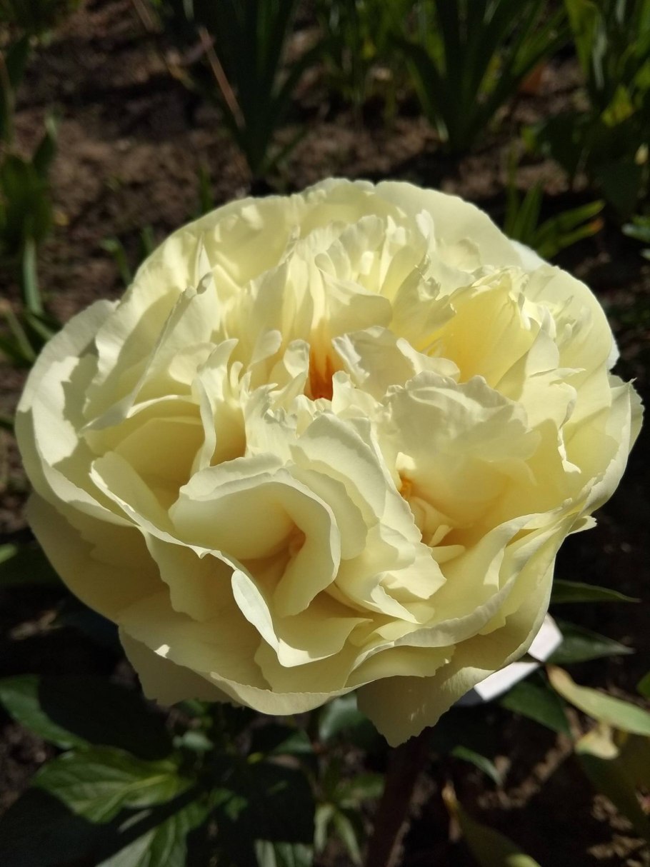 Пион Paeonia Vanilla Schnapps