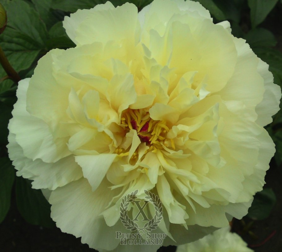 Vanilla Schnapps пион