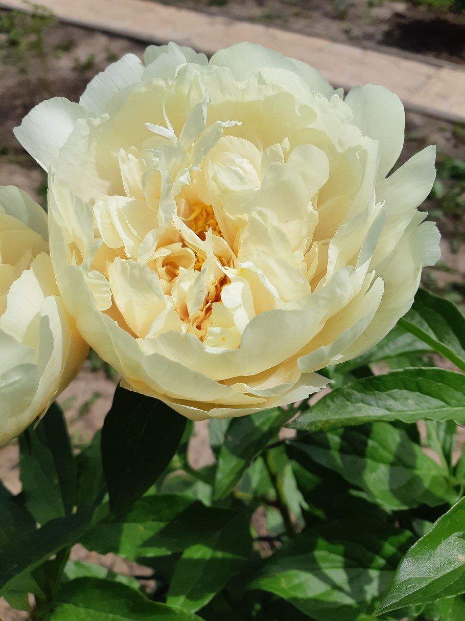 Пион Ванилла шнапс любовь Аристархова