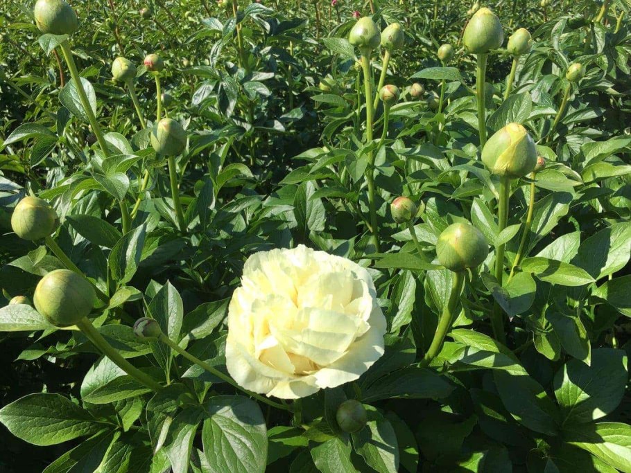 Пион Свит Лемонейд