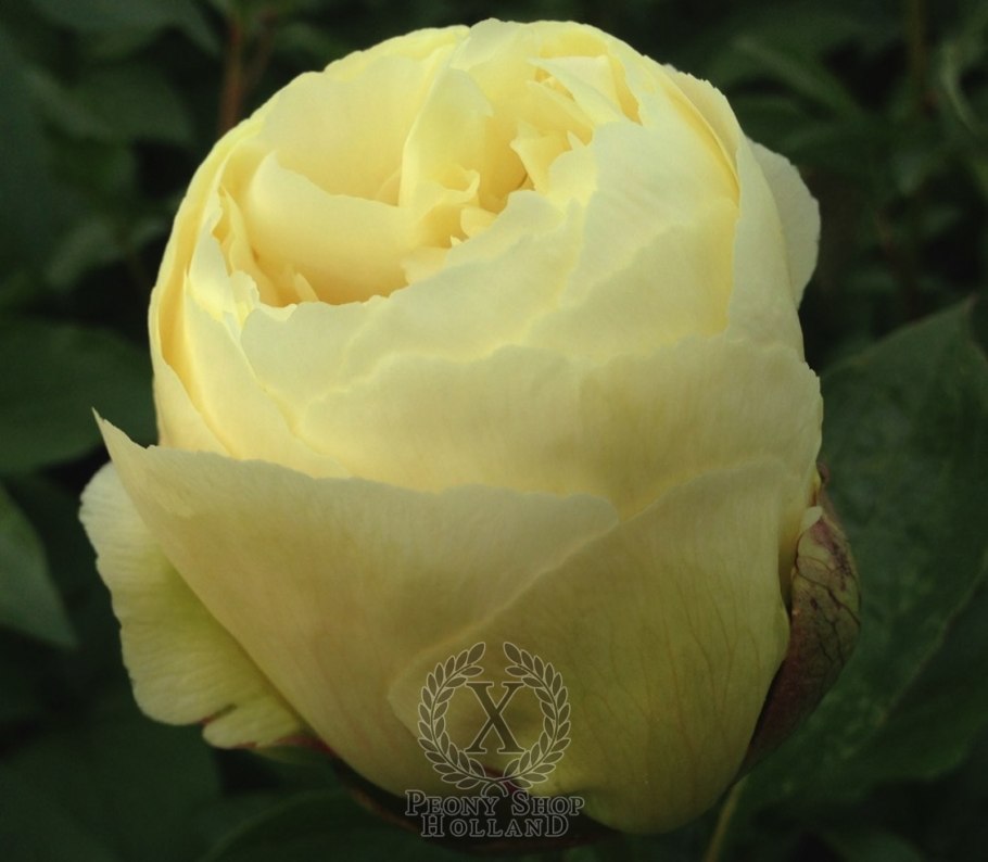 Пион Peachy Rose (пичи Роуз)