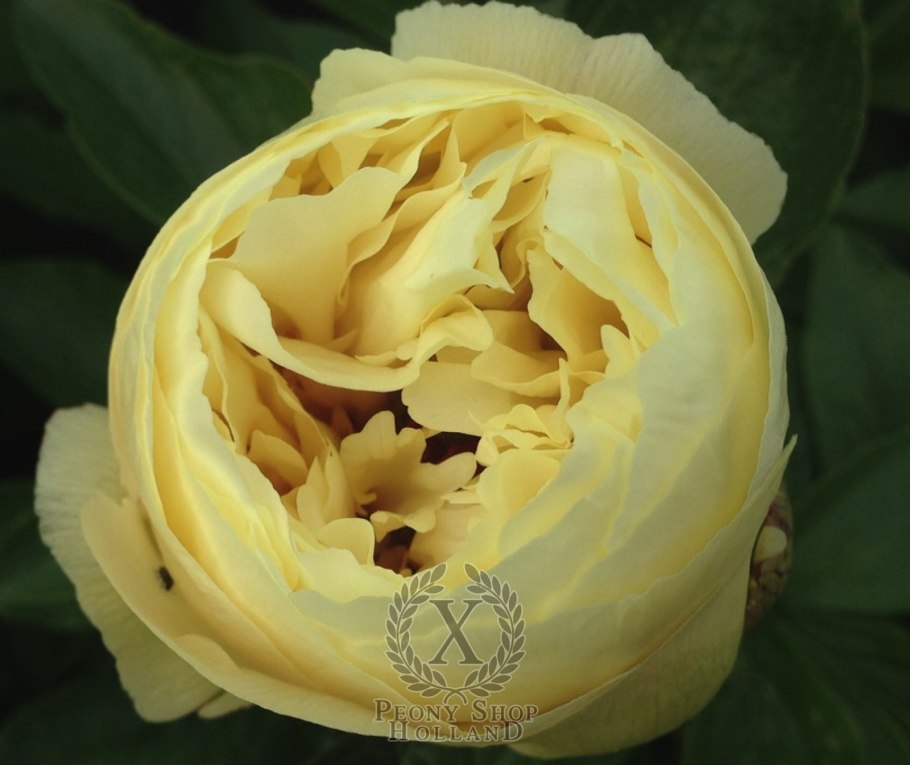 Пион травянистый ваннила шнапс