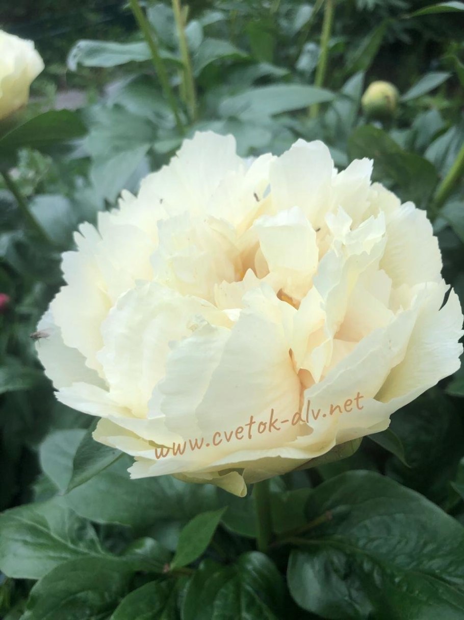 Пион Ванилла