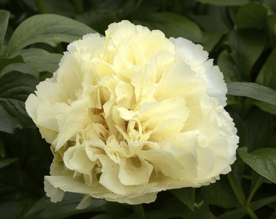 Ванилла шнапс