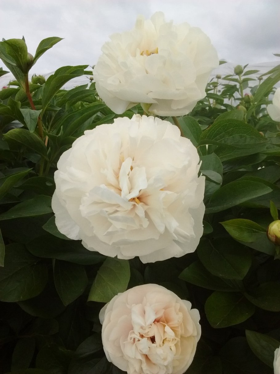 Роза флорибунда Ванилла