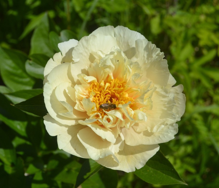 Пион блонд ВИЗИОН И ванила шнапс похожи