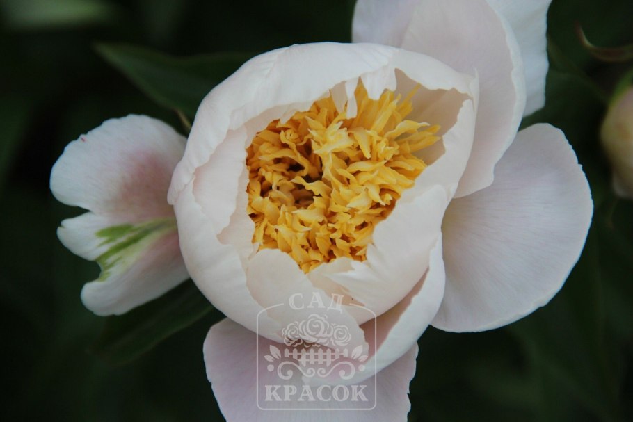 Пеонишоп пион Император