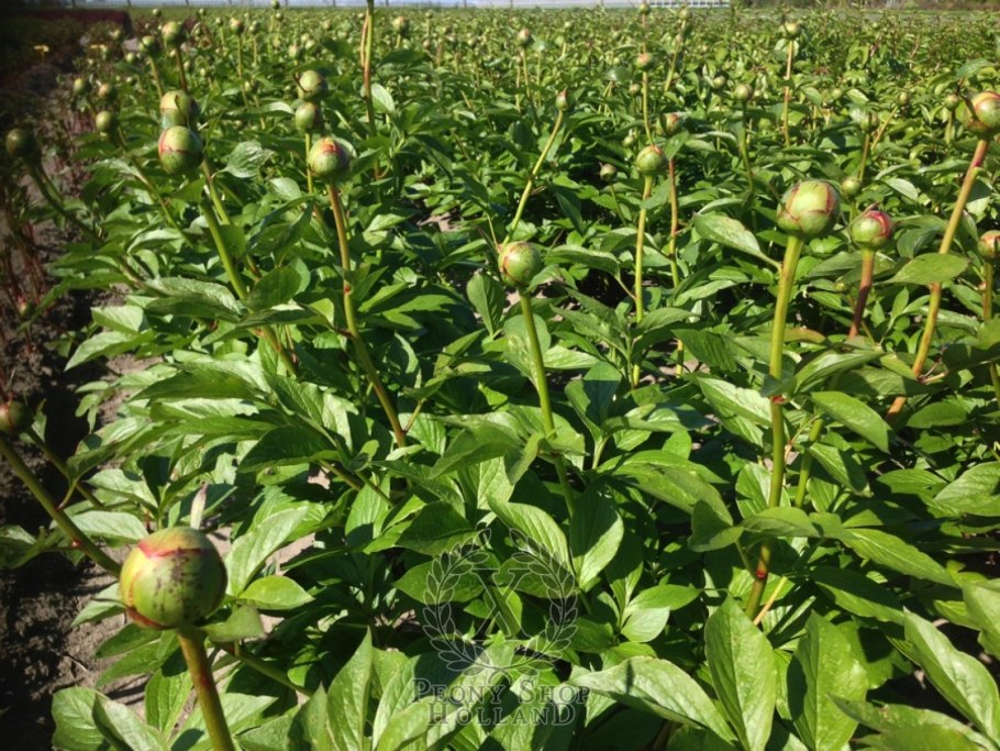 Пион Свит Лемонейд