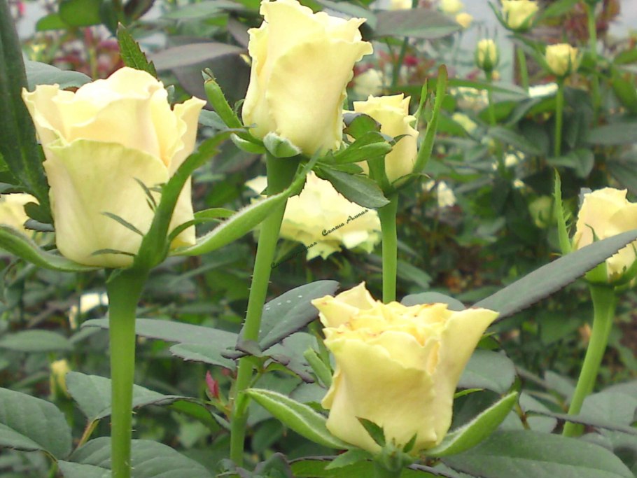 Пионы Адельмана