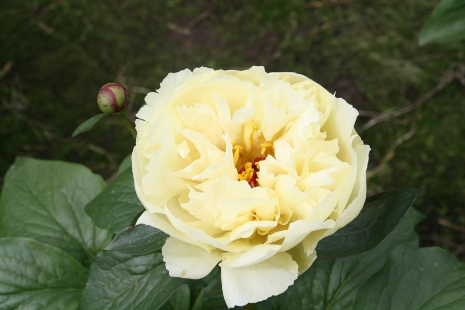 Пион Seidl's super