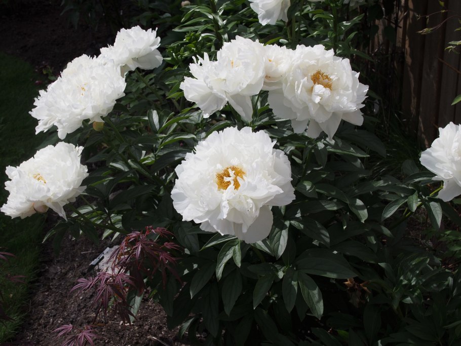 Paeonia (пион) the Fawn 2-3 Окс