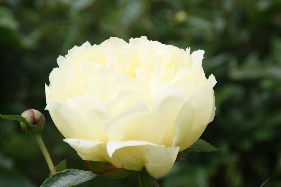 Пион tranquil dove