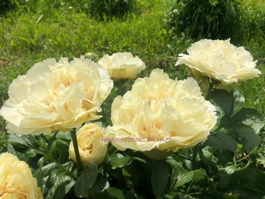 Пион травянистый ваннила шнапс