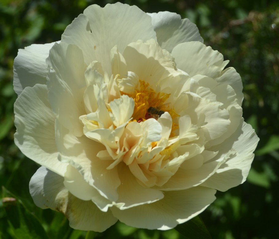 Пион Ванилла шнапс фото