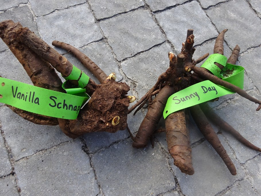 Корень пиона