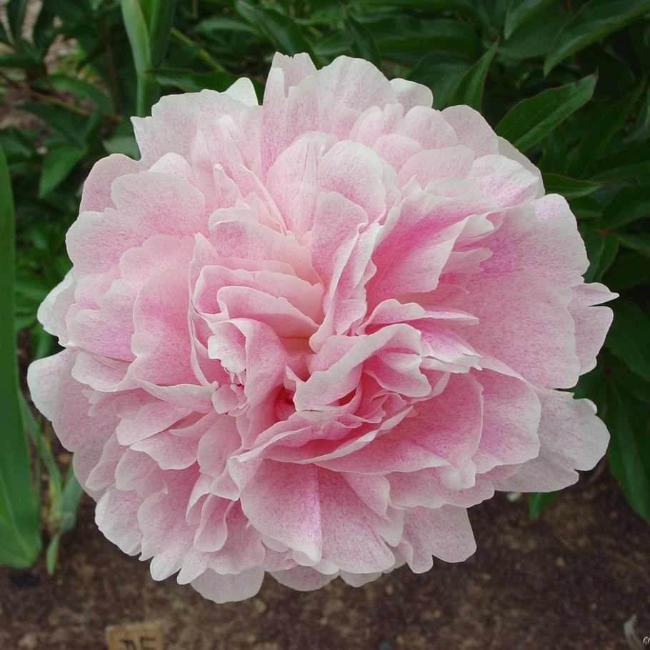 Пион Пастелеганс