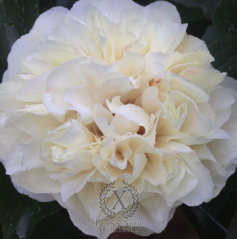 Пион Свит лимонад