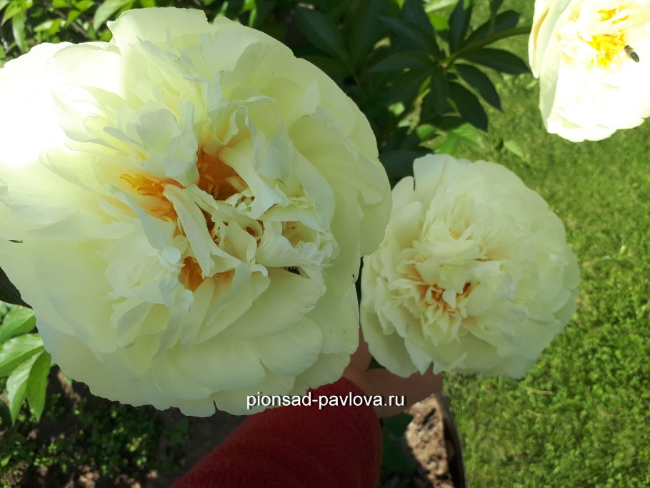 Ванилла шнапс цена