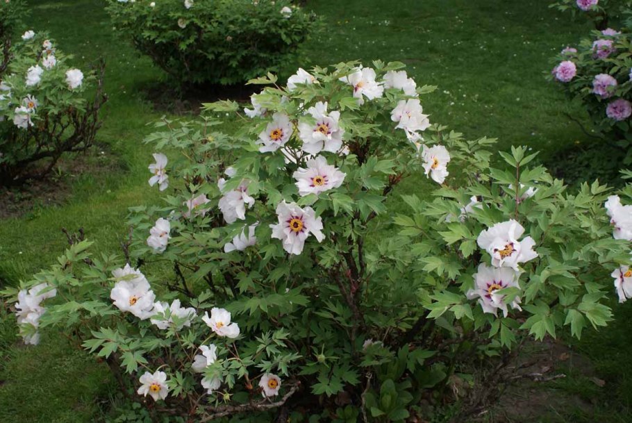 Пион Ито Дюшес де Лорэн