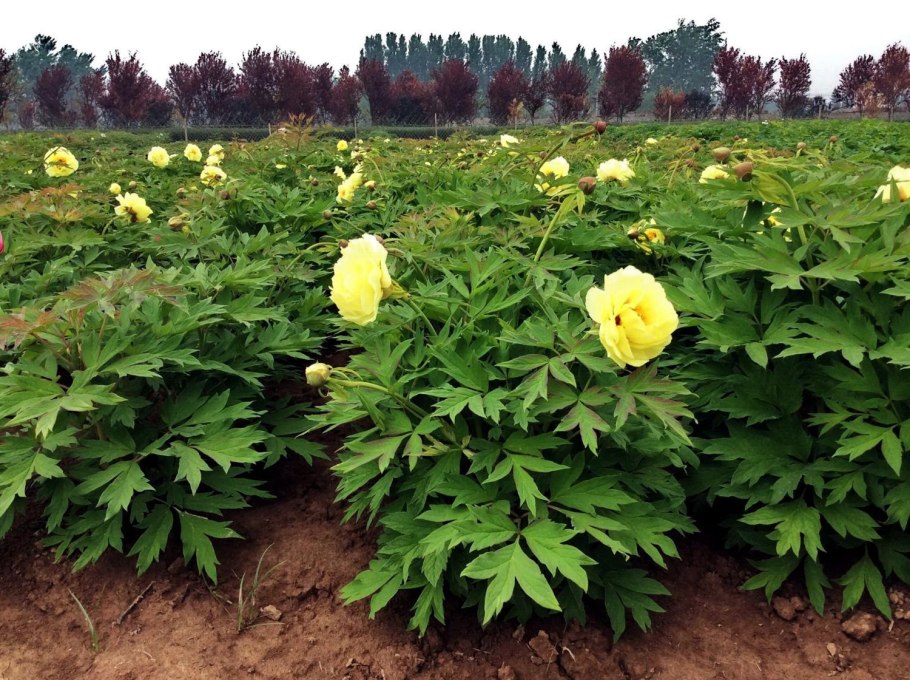 Пион древовидный хай нун