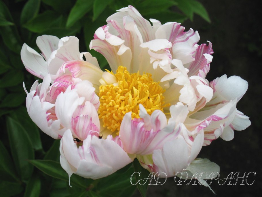 Sweet Lemonade пион