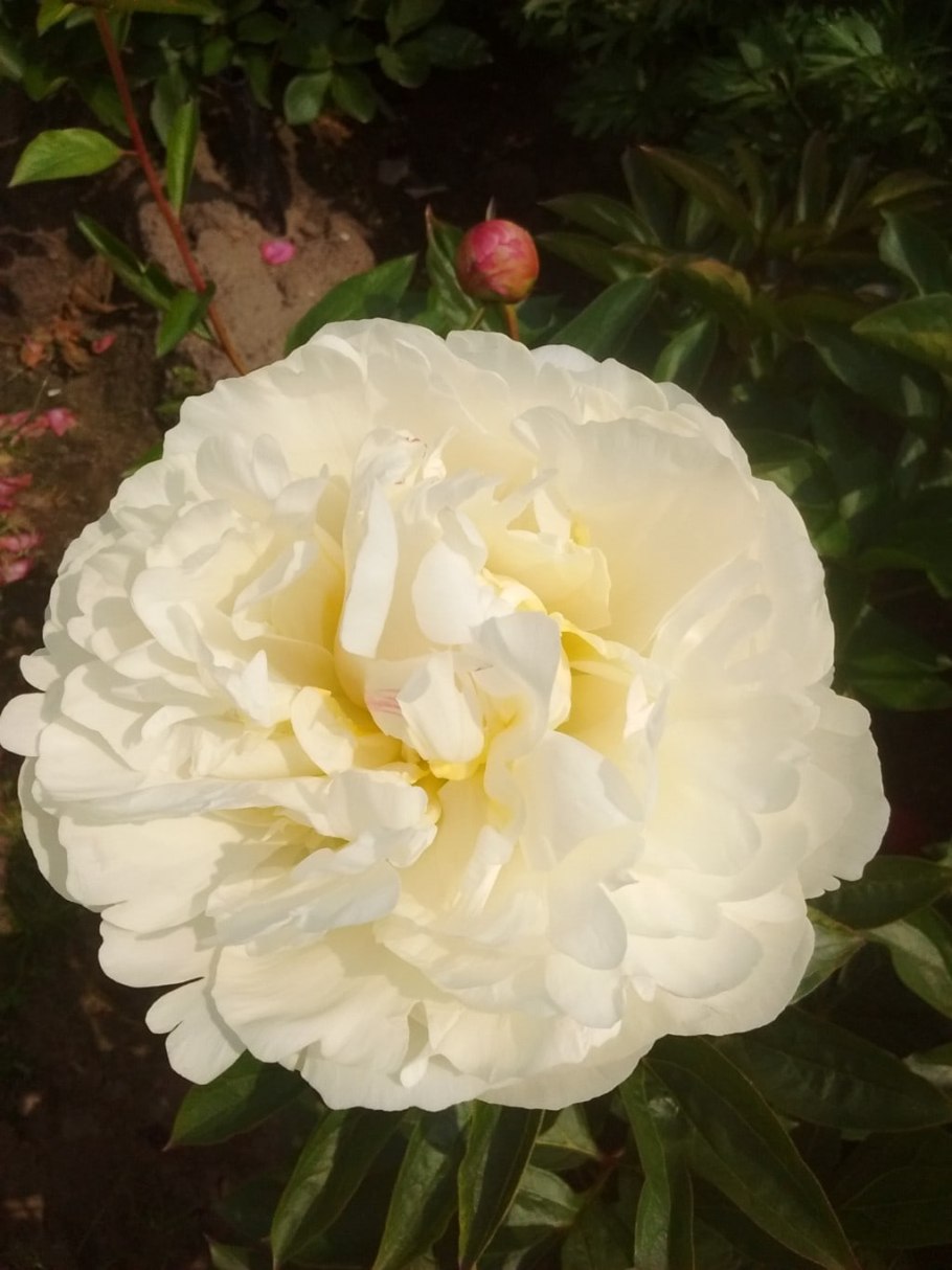 Vanilla Schnapps пион