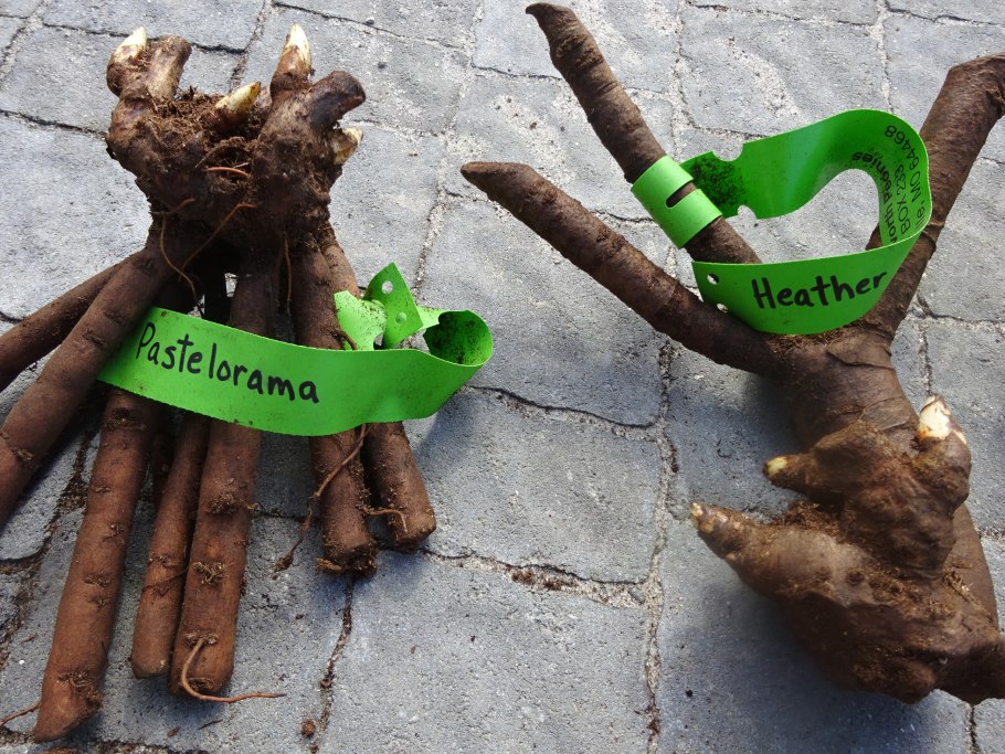 Grand massive пион