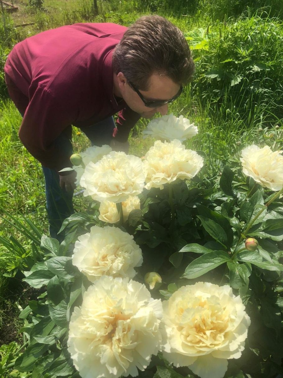 Vanilla Schnapps пион