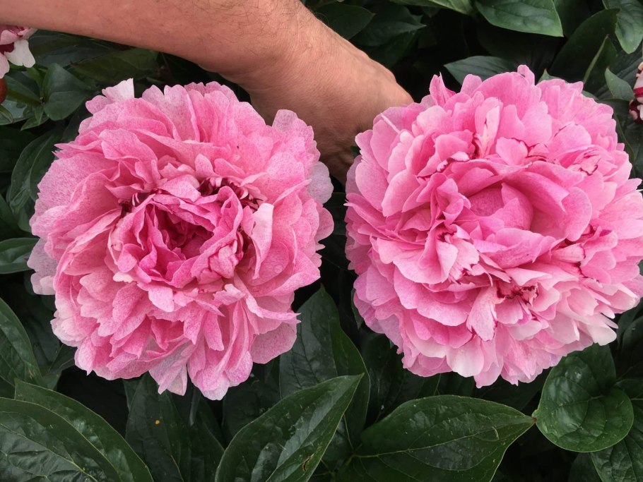 Пион питертье фринд