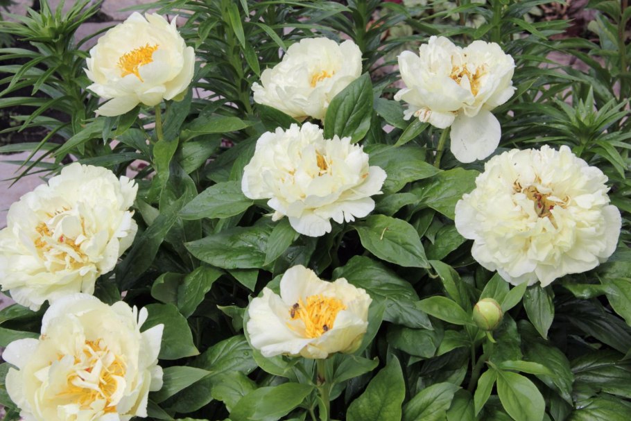 Пион Pastelegance