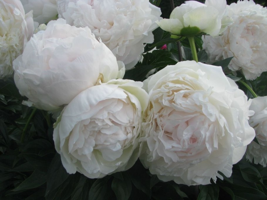 Пион древовидный шелковая вуаль