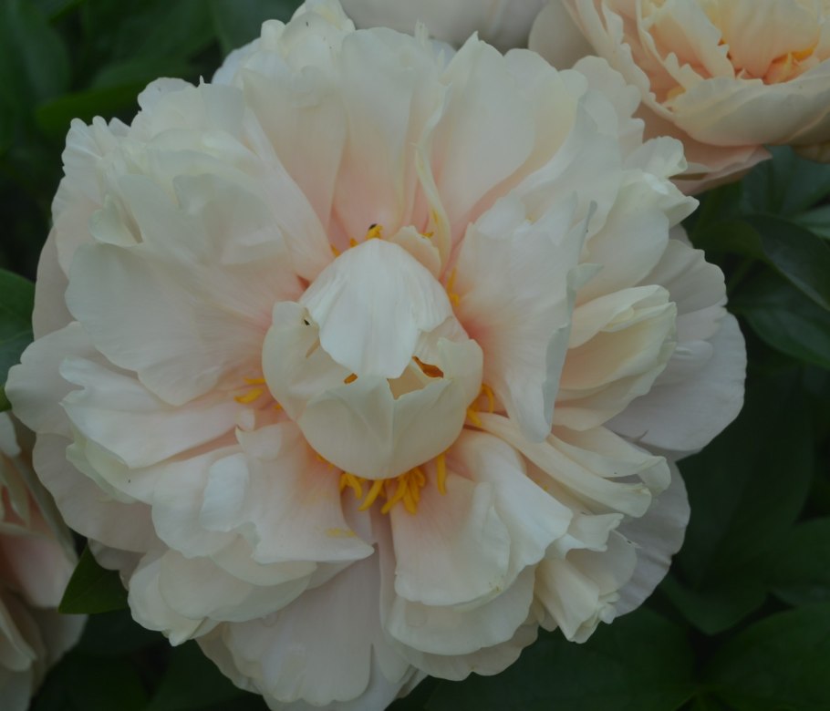 Пион Гай Пэри